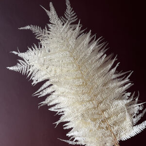 Forest Ferns, Bleached Creamy White, Preserved (Earth Matters®) 45cm
