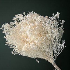 Broom Bloom, Bleached Creamy White, Dried, up to 50cm ~ BOX DEAL