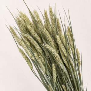 Wheat Dried Bunch, Natural Pale Green to Light Brown (Triticum) 70cm