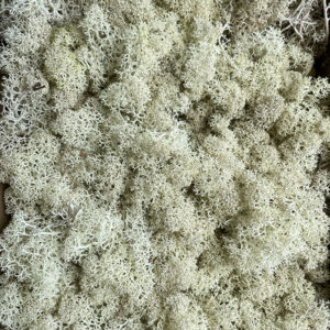 Icelandic Moss, Natural, Preserved (Reindeer Moss) approx 500g