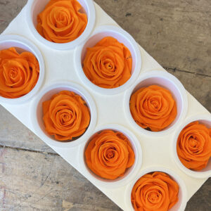 Roses, Orange, Preserved, x8 blooms, 5cm (Kiara®)
