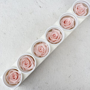 Roses, Blush Pink, Preserved, x6 blooms, 6cm (Kiara®)