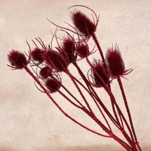 Teasels, Dark Red, Dried (Dipsacus) up to 90cm