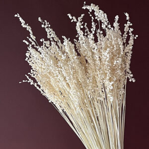 Briza Minor, Bleached White, Dried (Little Quaking Grass) 60cm