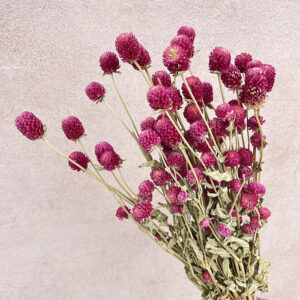 Globe Amaranth, Natural Cerise Pink, Dried (Gomphrena) 55cm