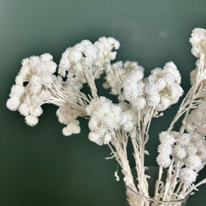 Immortelle, White, Dried, 45cm