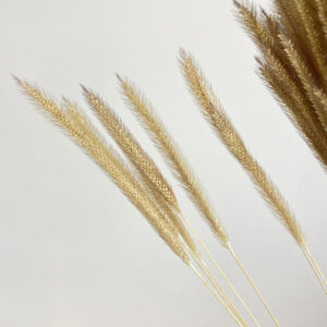 Caterpillar Grass, Natural Light Brown, Dried, 25g 50cm