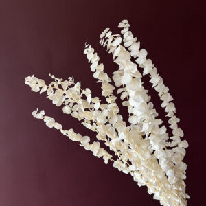 Eucalyptus Baby Blue, Bleached White, Preserved, 60cm