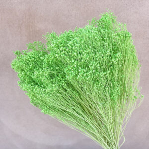 Broom Bloom, Light Green, Dried, 60cm