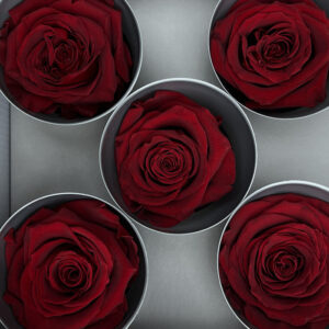 Roses, Burgundy Dark Red, Preserved, x5 blooms, 7cm (Verdissimo®)