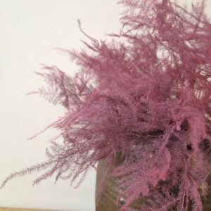 Cascading Lace Ferns, Dusky Mauve Pink, Dried (Asparagus setaceus) 45cm