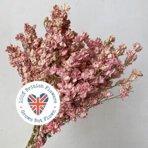 Larkspur, Natural Pale Pink, Dried (Delphinium) 25-30cm BRITISH FLOWERS