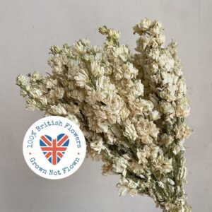 Larkspur, Natural White, Dried (Delphinium) up to 40cm BRITISH FLOWERS