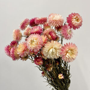 Helichrysum, Natural Pink Shades, Dried (Strawflowers) 50cm
