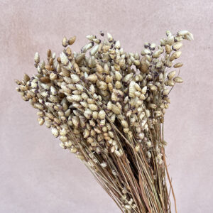 Briza Maxima, Natural Light Brown, Dried (Greater Quaking Grass) 55cm