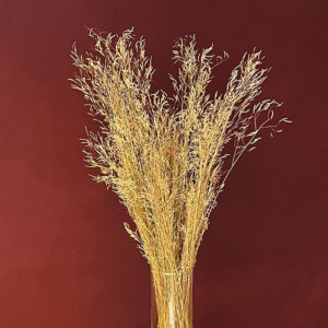 Munni Grass, Natural Light Brown, Dried, 65cm
