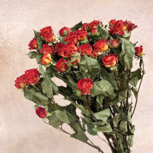 Spray Roses, Natural Orange, Dried, 50cm