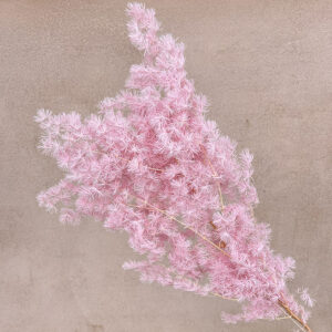 Ming Ferns, Light Pink, Preserved (Asparagus macowanii) 60cm