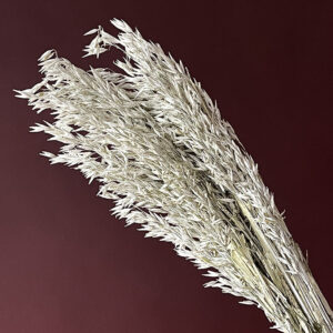 Oats Dried Bunch, Misty White (Avena) 70cm