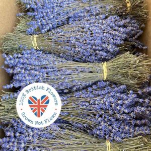 Lavender Dried Bunch 80g Natural (Lavandula ‘Folgate’) 40cm BRITISH FLOWERS