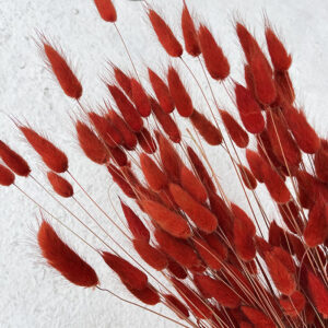 Lagurus Grass, Burnt Orange, Dried (Bunny Tails) 100g, 50-65cm
