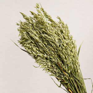 Oats Dried Bunch, Natural Pale Green (Avena) 70cm