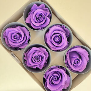Roses, Lilac, Preserved, x6 blooms, 5cm (Verdissimo®)