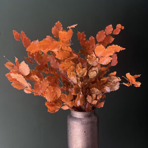 Beech, Orange Shades, Preserved (Fagus Sylvatica) up to 90cm