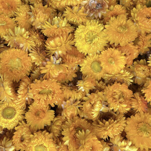 Helichrysum, Dried Flower Heads, Natural Yellow (Strawflowers)