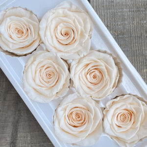 Roses, Ivory Champagne, Preserved, x6 blooms, 6cm (Every Love®)