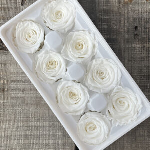 Roses, White, Preserved, x8 blooms, 5cm (Every Love®)