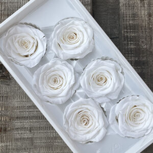 Roses, White, Preserved, x6 blooms, 6cm (Every Love®)