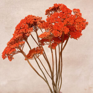 Achillea Parker, Dark Orange, Dried (Yarrow) 60cm