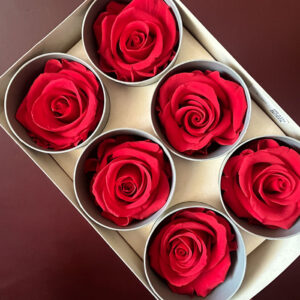 Roses, Red, Preserved, x6 blooms, 5cm (Verdissimo®)