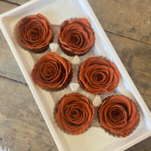 Roses, Terracotta Orange, Preserved, x6 blooms, 6cm (Every Love®)