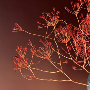 Bupleurum Dried Seed Heads, Burnt Orange, 55cm