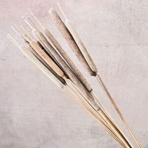 Typha Reeds, Natural Mocha Brown, Dried (Cattails) 65cm