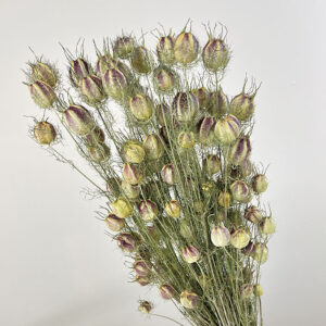 Nigella Damascena, Natural Dried Seed Pods (Love-in-a-Mist) 50cm