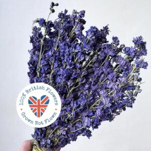Larkspur, Natural Deep Blue, Dried (Delphinium) 25-40cm BRITISH FLOWERS