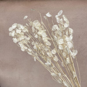 Honesty, Peeled, Natural Ivory White (Lunaria) up to 85cm
