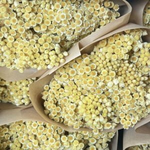 Immortelle, Natural Honey Yellow, Dried, 40cm