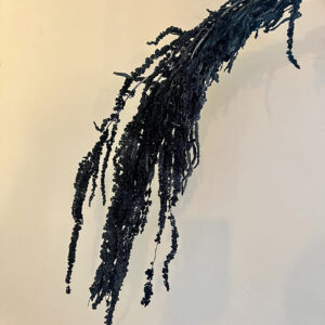 Amaranthus caudatus, Blue Black, Preserved (Cascading) up to 70cm