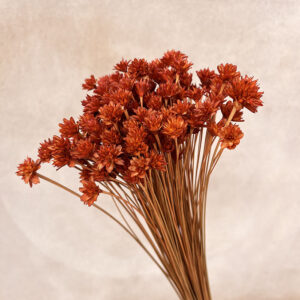 Hill Flower, Burnt Orange, Dried, 100g 50cm