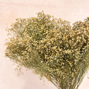 Broom Bloom, Natural Golden Brown, Dried, 50cm