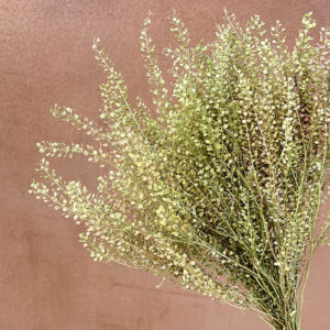 Lepidium sativa, Natural Shades, Dried (Pennycress) 45cm