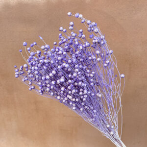 Bubble Flax, Lilac, Dried (Linum) 55cm