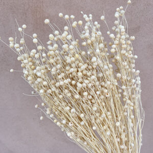 Bubble Flax, Bleached White, Dried (Linum) 50cm