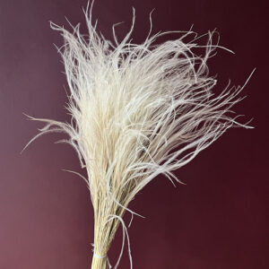 Stipa Pennata Feather Grass, Natural White, Dried, 45cm