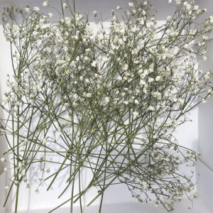 Gypsophila, Dried Loose Sprigs, Natural White (Baby’s Breath)
