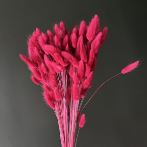 Lagurus Grass, Magenta, Dried (Bunny Tails) 100g 50-70cm